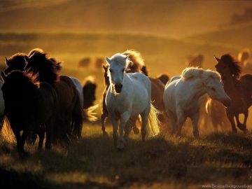 Wild Horses Sunset Wallpaper Wide • dodskypict - Android / iPhone HD Wallpaper Background Download